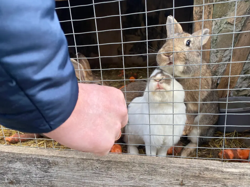 Rabbit Town - photo 5