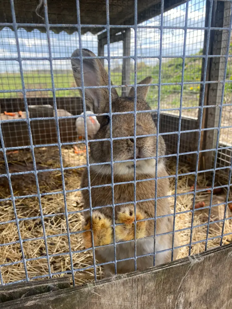 Rabbit Town - photo 4