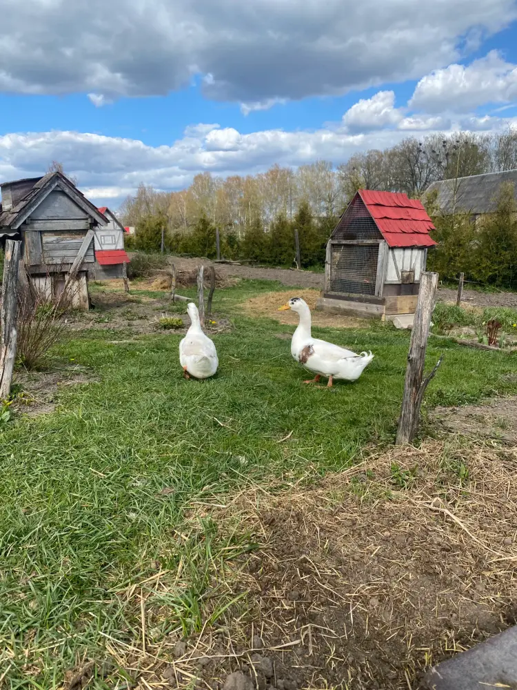 Rabbit Town - photo 3