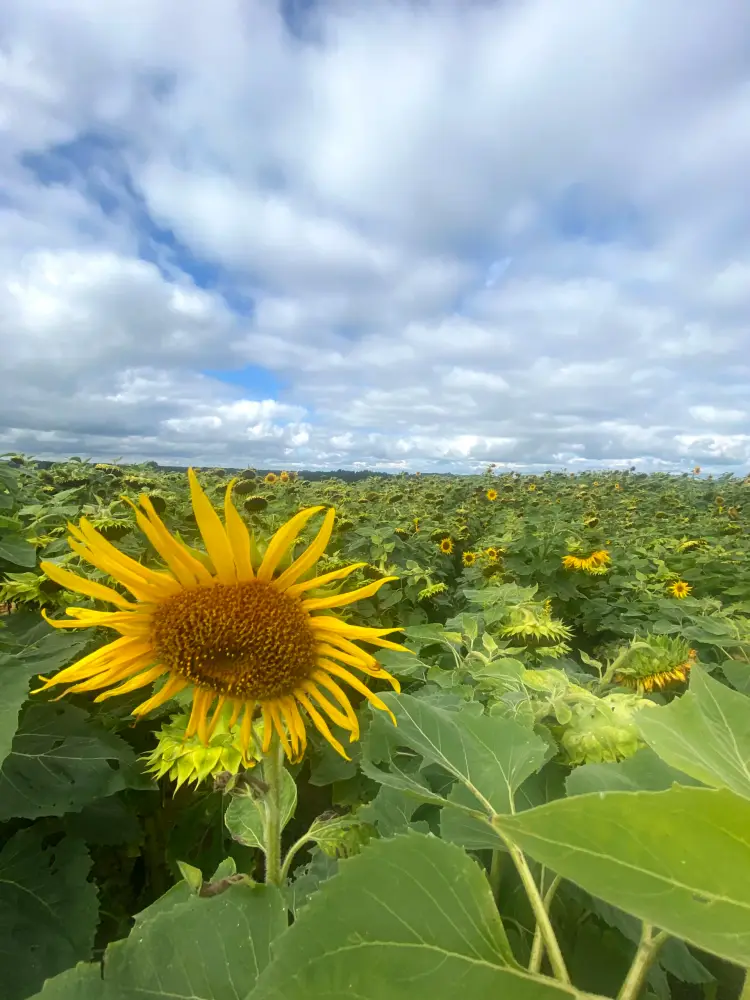 Field with sunflowers - photo 1