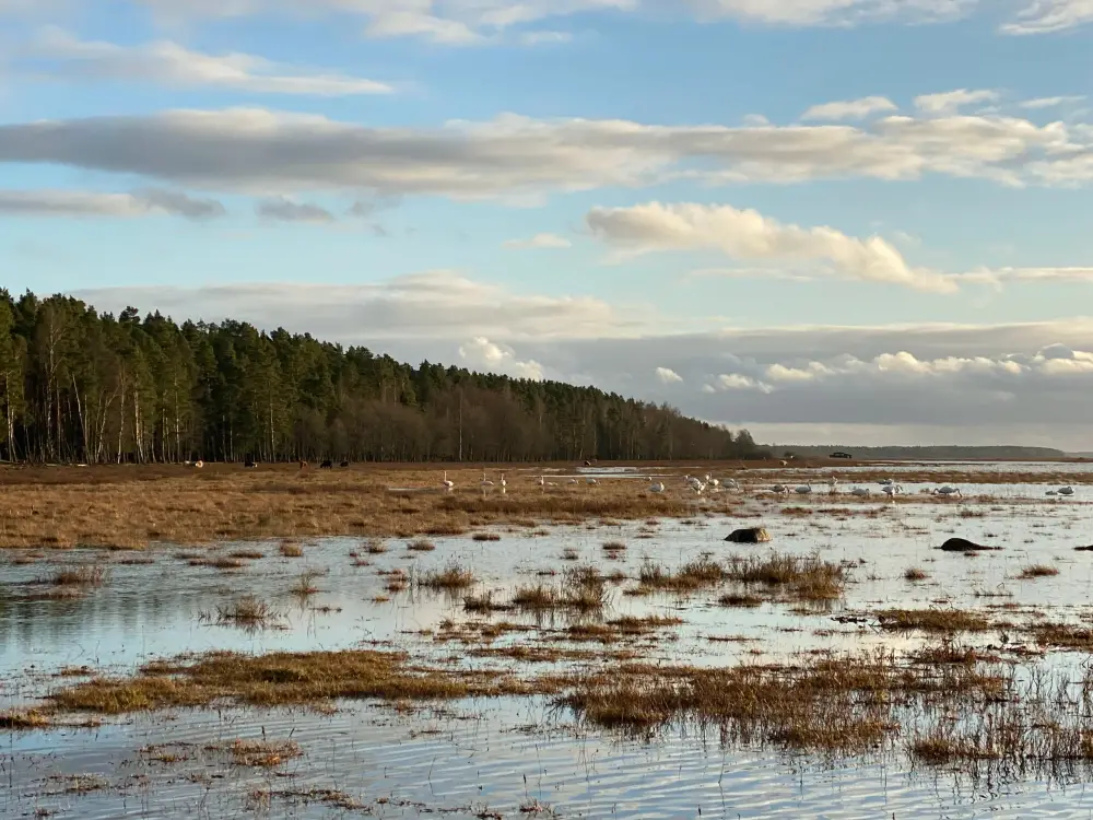 Engures Lake Nature Park - photo 5