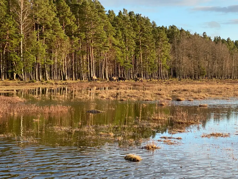 Engures Lake Nature Park - photo 6