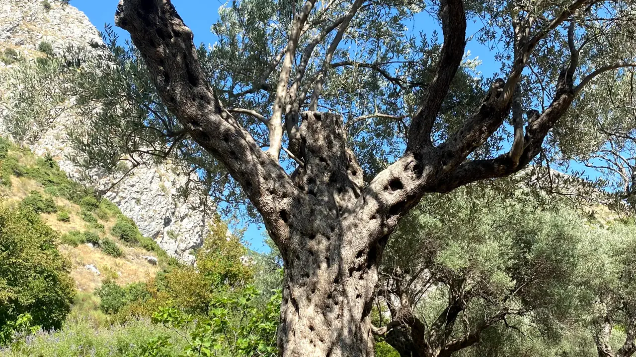 Olive Plantation