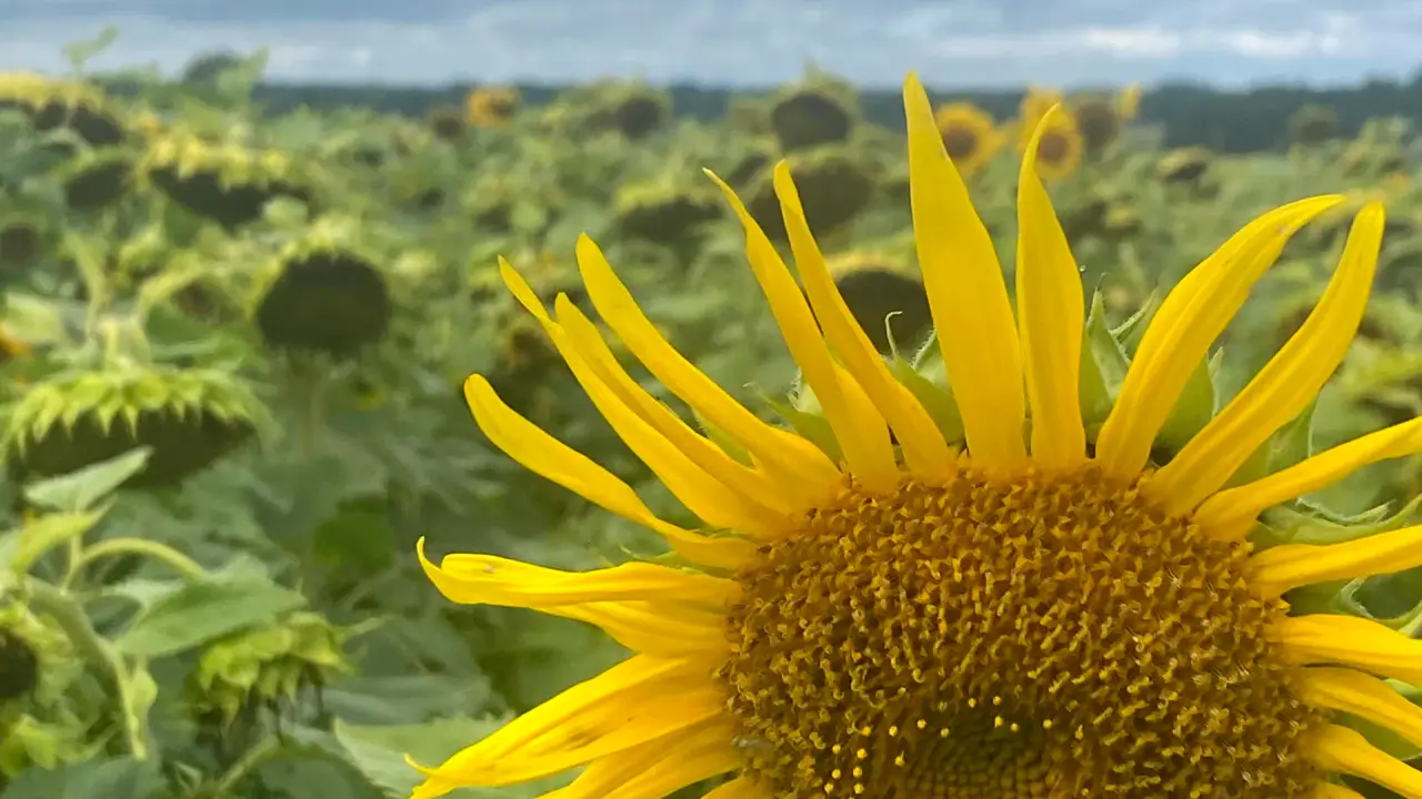Field with sunflowers