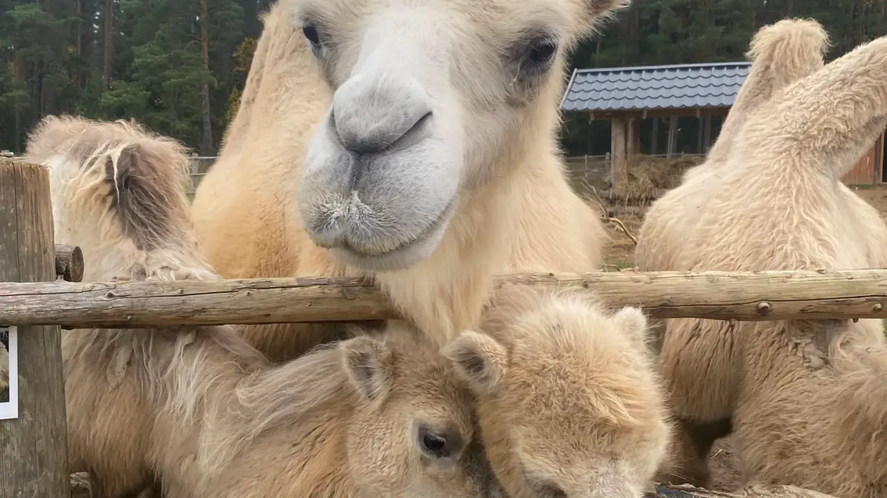 Zoo Rakši
