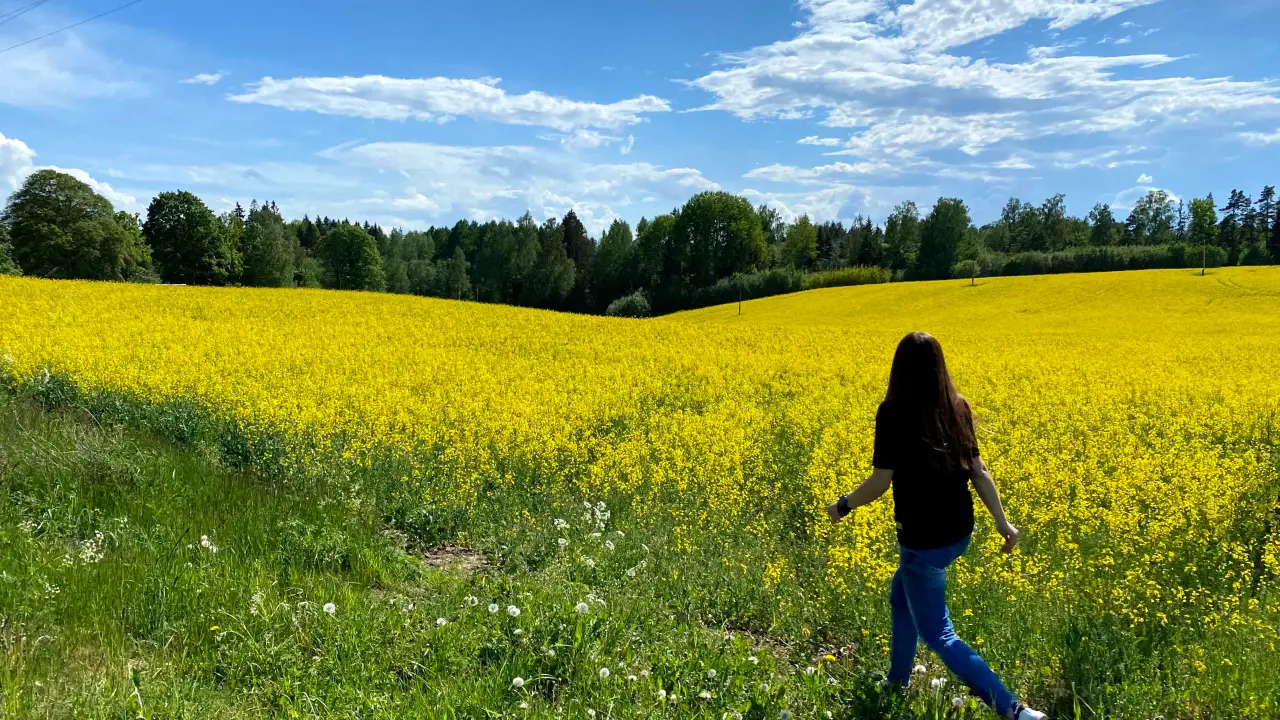 Rapeseed field