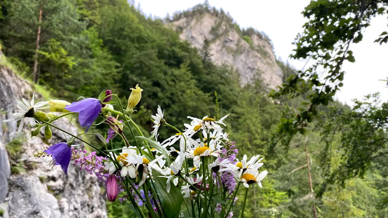 Kvačianska dolina (Kachin Valley)