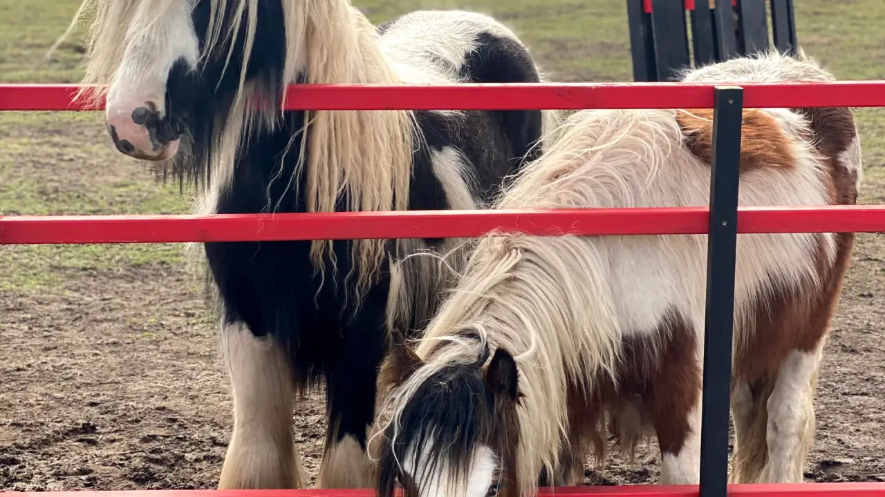 Petting Zoo Rezidence