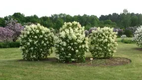 Peteris Upits Garden and Museum