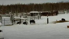 Musk Oxen, Large Animal Research Station