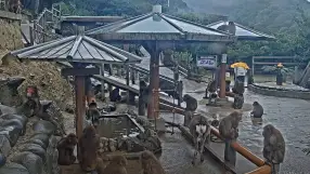 Awaji - Monkey Center