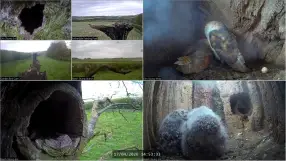 Birds of Prey in Thixendale
