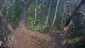 Black stork nest