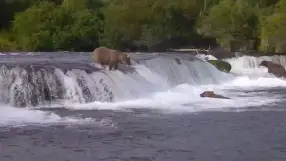 Alaska - Brooks Falls Brown Bears
