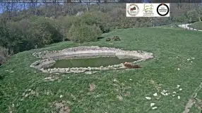 Brown Bear Sanctuary, Zarnesti