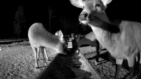 Brownville's Food Pantry For Deer