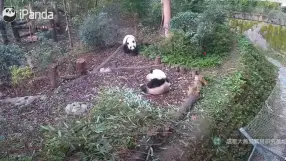 Chengdu Panda Base