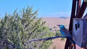 Coracias garrulus