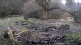 Danish Forest