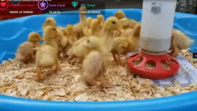 Ducklings