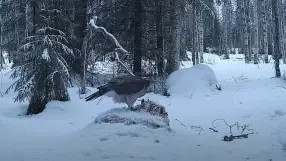 Life of wild birds of prey