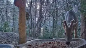 Forest area for birds and wild animals