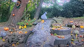 Brabant - Forest Bird Feeder