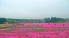 Fuji Shiba-sakura Festival