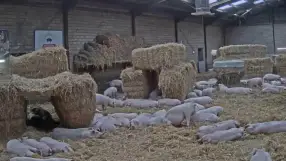 Pig Farm