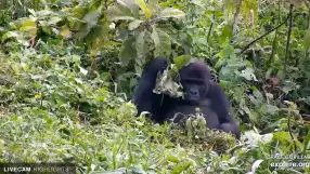Grace Center, Gorilla
