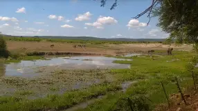 Wild animals in Groot Marico