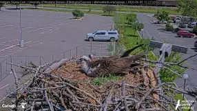 Hellgate Osprey Nest Cam