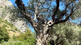 Olive Plantation