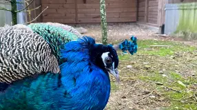 Mini Zoo "Ķekaviņas Līči"