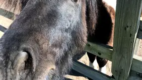 Brieži Petting Zoo