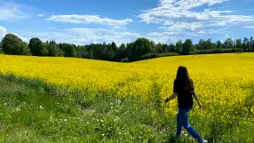 Rapeseed field