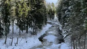 Viesatas Upesloki nature trail