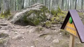 Pokainu Forest