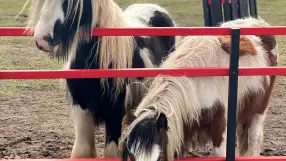 Petting Zoo Rezidence