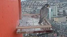 Josefstrasse Falcon Perch