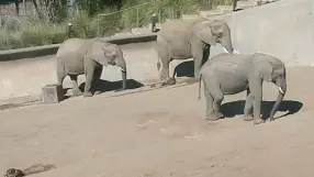 California, San Diego Zoo, Elephants