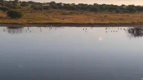 Kamfers Dam, Flamingo