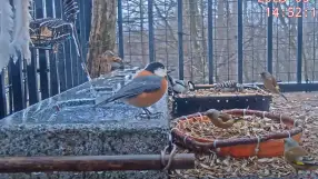 Karuizawa, Bird feeder