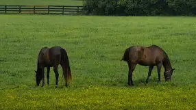 Kentucky Equine Adoption Center