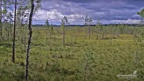 State forests of Latvia