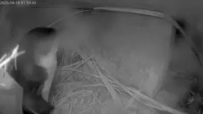 Little Penguins Nesting in Napier Port