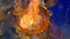 California, Long Beach, Pacific Aquarium