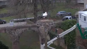 Prélat, Stork's nest