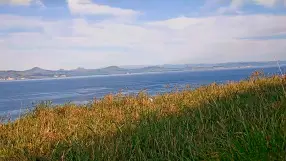 Royal Albatros - Taiaroa Head