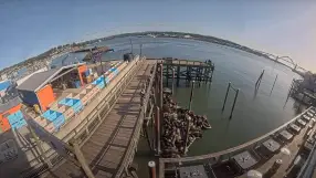 Newport Sea Lions